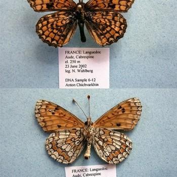 melitaea deione