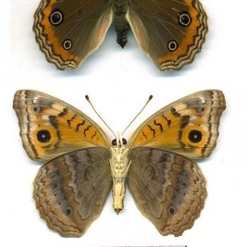 Junonia genoveva