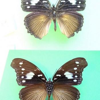 Hypolimnas dinarcha