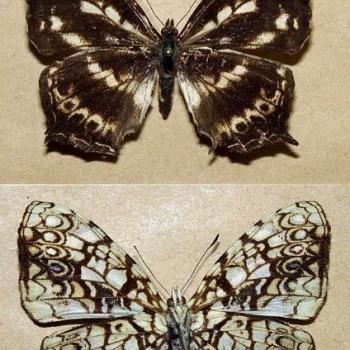 Symbrenthia hypatia