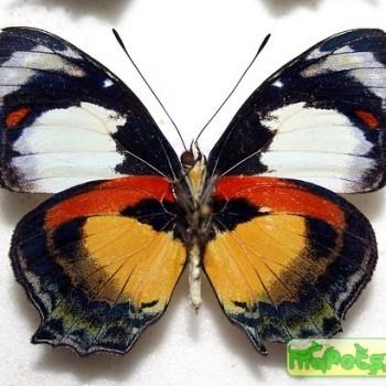 Mynes eucosmetos