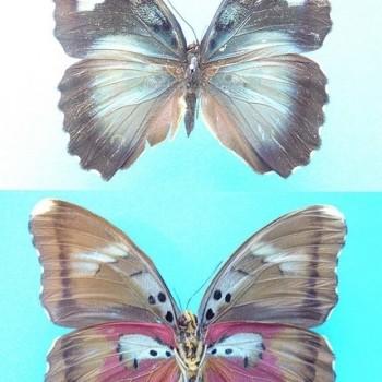 Euphaedra hollandi