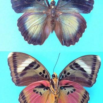 Euphaedra hewitsoni