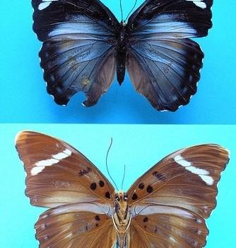 Euphaedra preussi