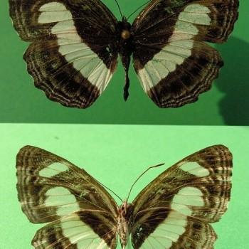 Neptis nemetes