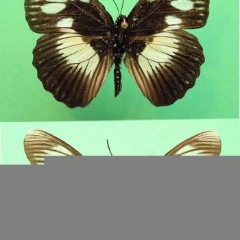 Pseudacraea lucretia