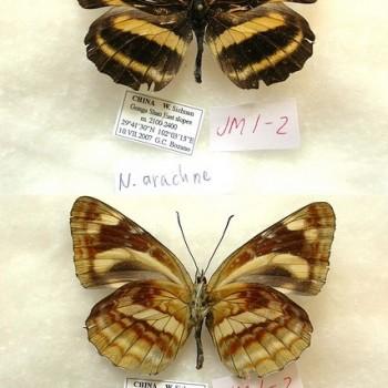 Neptis arachne
