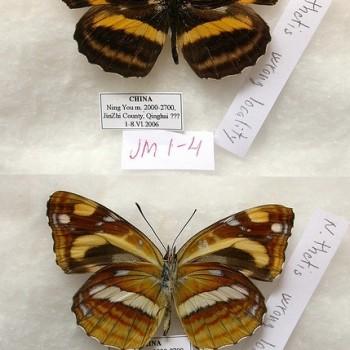 Neptis thetis