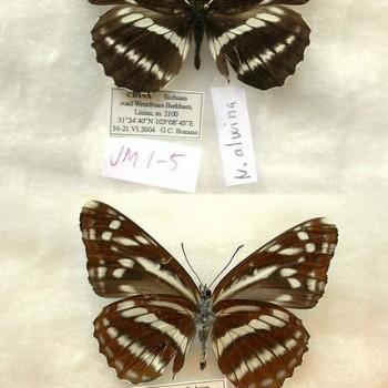 Neptis alwina