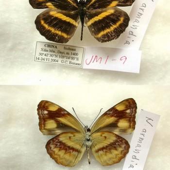 Neptis armandia