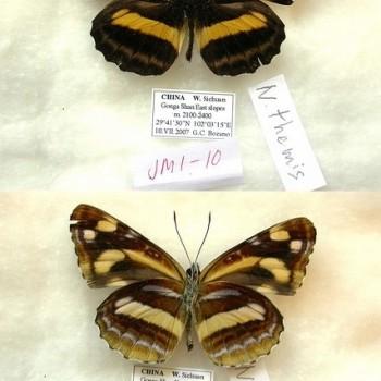 Neptis themis