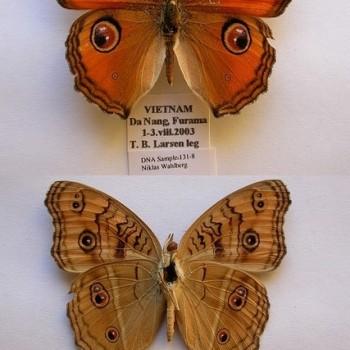 Junonia almana