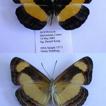 Pantoporia consimilis