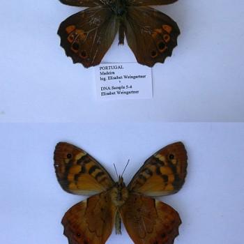 Pararge xiphia