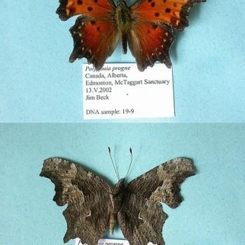 Nymphalis progne