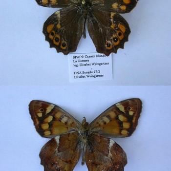 Pararge xiphioides