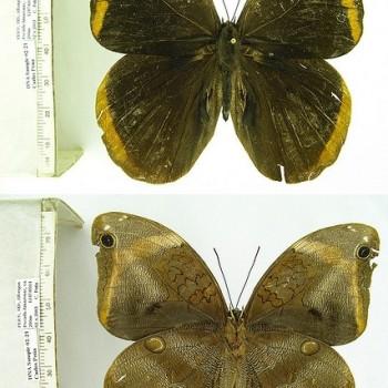 Catoblepia xanthicles