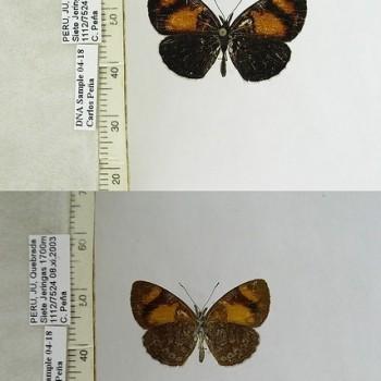 Tegosa etia