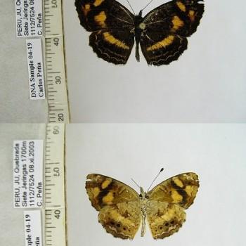 Telenassa berenice