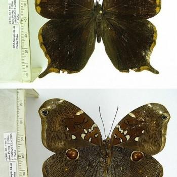 Opoptera arsippe
