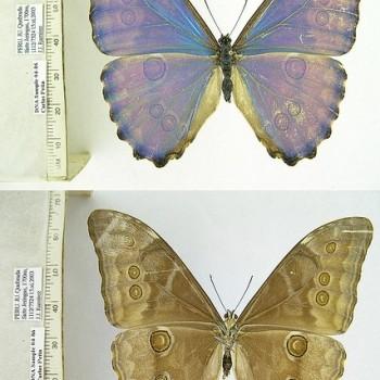 Morpho aurora