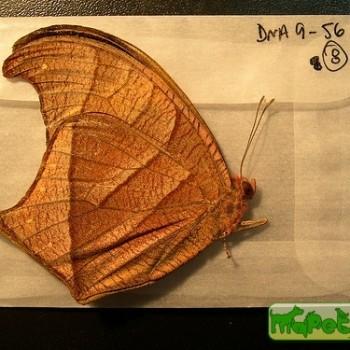 Caerois chorinaeus