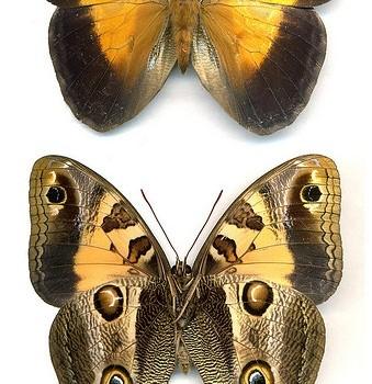 Blepolenis batea