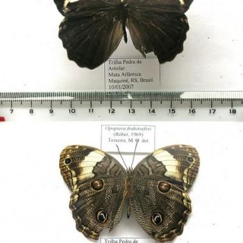 Opoptera fruhstorferi