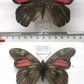 Penetes pamphanis