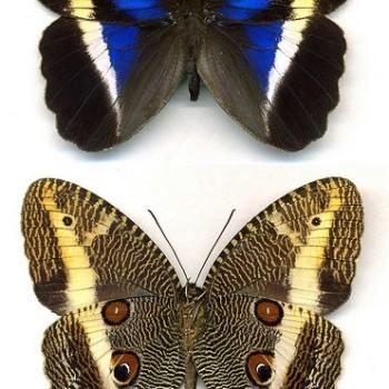 Dasyophthalma rusina
