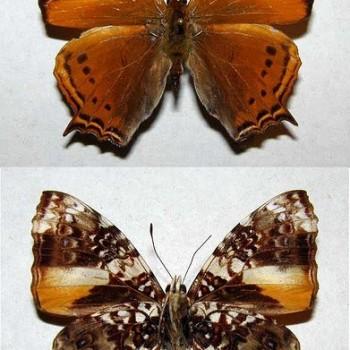 Hypanartia godmanii