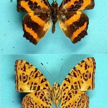 Symbrenthia brabira