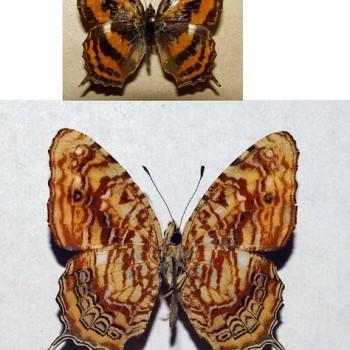 Symbrenthia intricata