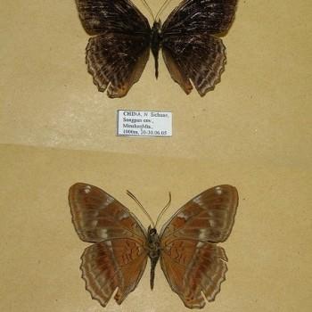Limenitis ciocolatina