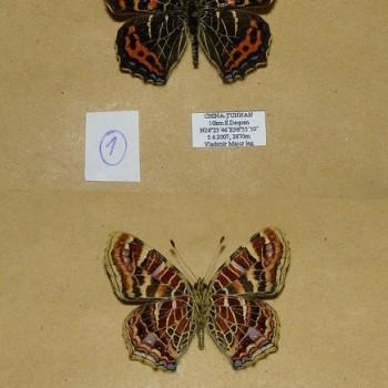 Araschnia davidis