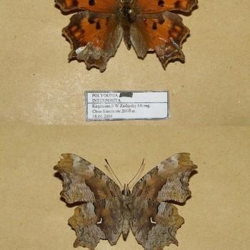 Polygonia interposita