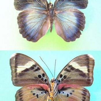Euphaedra hebes