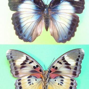 Euphaedra permixtum