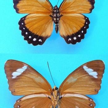Euphaedra hybrida