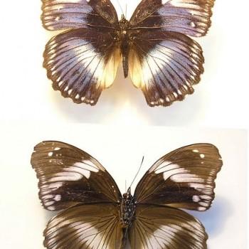 Hypolimnas salmacis
