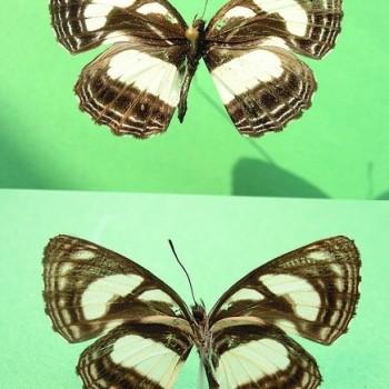 Neptis nicomedes