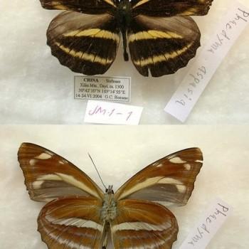 Phaedyma aspasia