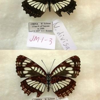 Neptis divisa
