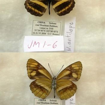 Neptis antilope