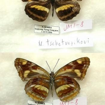 Neptis tschetverikovi