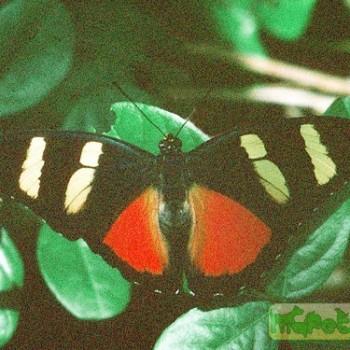 Euphaedra zaddachi