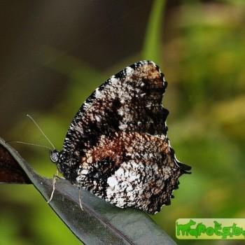 Elymnias nesaea