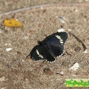 Chlosyne melanarge