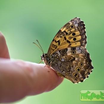 Kirinia epaminondas