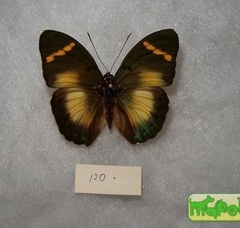 Euphaedra neumanni